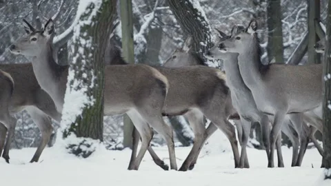 Red deer (Cervus elaphus) Stock Footage 221574161
