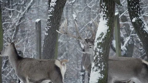 Red deer (Cervus elaphus) Stock Footage 221574233