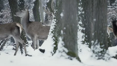 Red deer (Cervus elaphus) Stock Footage 221574388