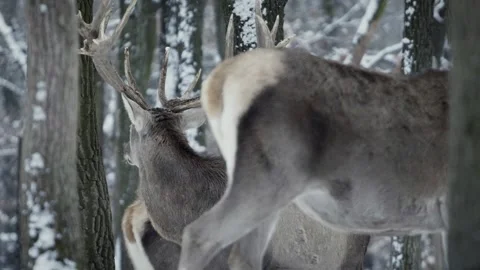Red deer (Cervus elaphus) Video stock 221574428