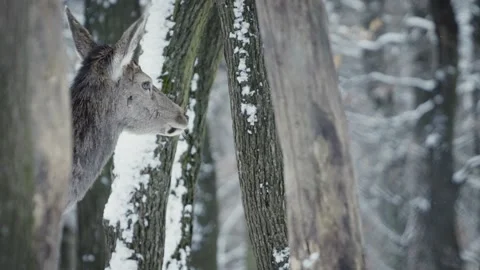 Red deer (Cervus elaphus) Stock Footage 221574562