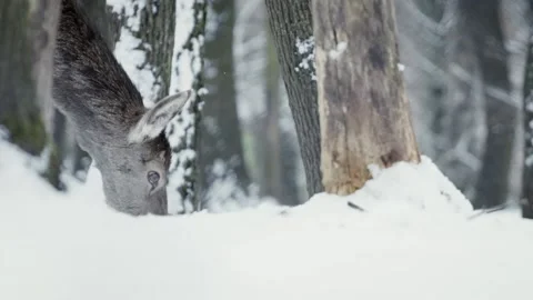 Red deer (Cervus elaphus) Video stock 221574621