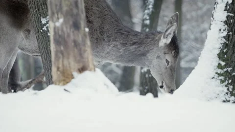 Red deer (Cervus elaphus) Видео 221574730