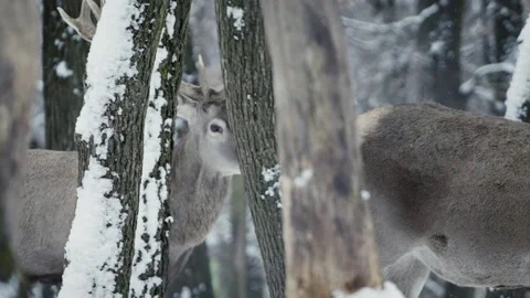 Red deer (Cervus elaphus) Stock Footage 221574782