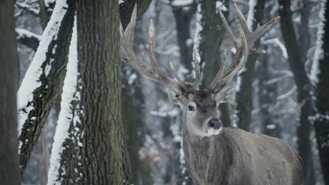 Red deer (Cervus elaphus) Video stock 221574982