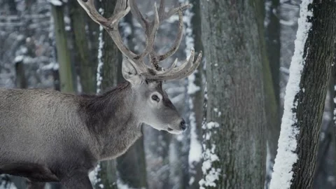 Red deer (Cervus elaphus) Видео 221575013