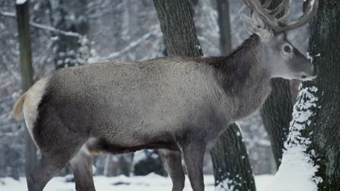 Red deer (Cervus elaphus) Видео 221575072