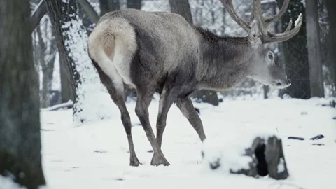 Red deer (Cervus elaphus) Stock Footage 221575185