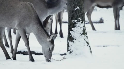 Red deer (Cervus elaphus) Vidéo 221575352