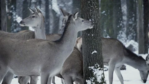 Red deer (Cervus elaphus) Video stock 221575375