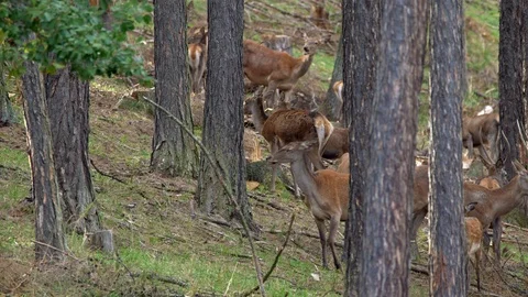 Red deer (Cervus elaphus) in forest Stock Footage 106214609