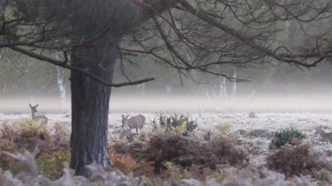 Red Deer  (Cervus elaphus) forest clearing on a misty frosty morning Stock Footage 260137658