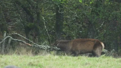 Red Deer (Cervus elaphus) A frustrated Stag in the Rut Stock Footage 328244046