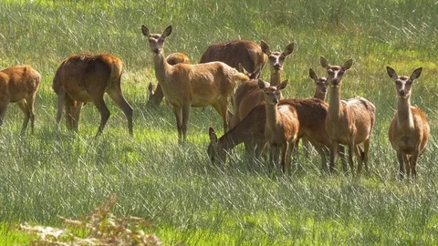 Red deer Cervus elaphus group of hinds graze whilst some remain alert Stock Footage 82658624