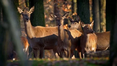 Red deer (Cervus elaphus) group of hinds Stock Footage 101723136