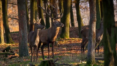 Red deer (Cervus elaphus) group in forest Stock-Footage 101724038