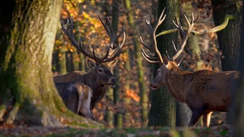 Red deer (Cervus elaphus) group in forest Stock-Footage 101724185