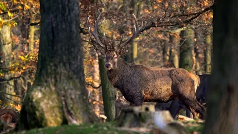 Red deer (Cervus elaphus) group in forest Stock-Footage 101724278