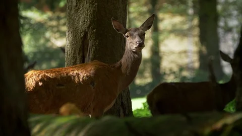 Red deer (Cervus elaphus) group of hinds Stock Footage 106218080