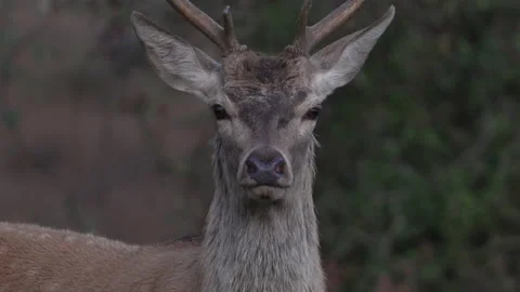 Red Deer (Cervus elaphus)  head view looking  at camera Stock Footage 205517442