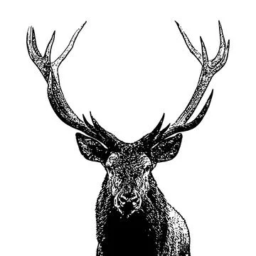Red deer (Cervus elaphus)  head and antlers portrait isolated on a white ba.. Stock Illustration