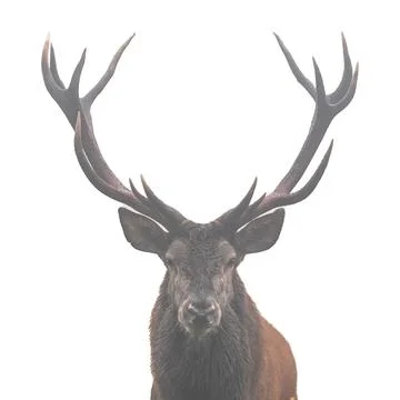 Red deer (Cervus elaphus)  head and antlers portrait isolated on a white ba.. Stock Illustration