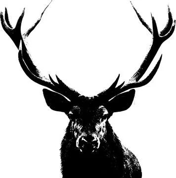 Red deer (Cervus elaphus) head and antlers portrait isolated on a white bac.. Stock Illustration