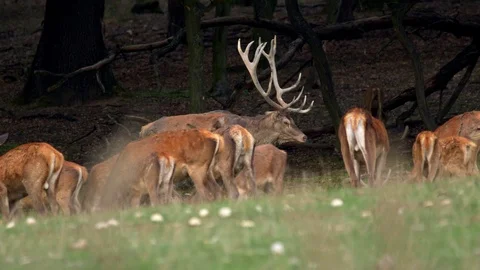 Red deer (Cervus elaphus) herd in meadow Stock Footage 106215415