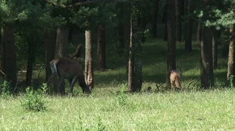 Red Deer (cervus elaphus) hind with calves at forest edge Stock Footage 40031470