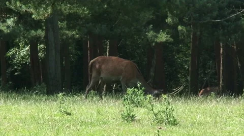 Red Deer (cervus elaphus) hind with calf grazing at forest edge - on camera 動画素材 40031709