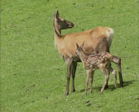 Red Deer (cervus elaphus) hind with calf at her side following Stock Footage 55354911