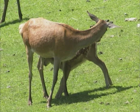 Red Deer (cervus elaphus) hind nursing calf at her side Stock Footage 55356006