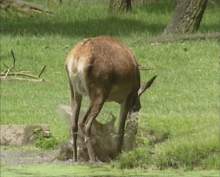 Red Deer (cervus elaphus) hind stamps with forelegs in water + lies down Stock Footage 55397737