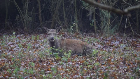 Red deer Cervus elaphus hind cudding whilst resting in open woodland Stock Footage 98907799