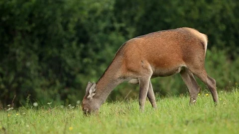 Red deer, cervus elaphus, hind grazing on a meadow. Stock Footage 111960752