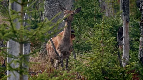 Red deer (Cervus elaphus) hind in mountain forest Stock Footage 118704592