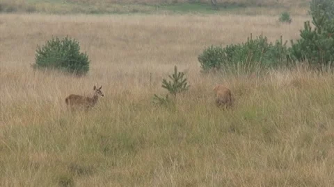 Red deer (cervus elaphus) hind with calf foraging in high grass Stock Footage 140194766