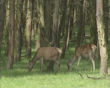 Red Deer (cervus elaphus) hinds grazing at forest edge. Stock Footage 55396843