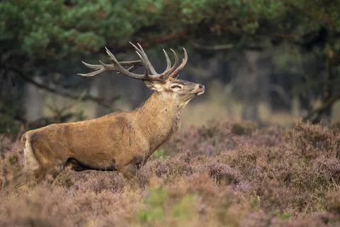 Red deer (Cervus elaphus), Hoenderloo, Gelderland, Netherlands Stock Photos