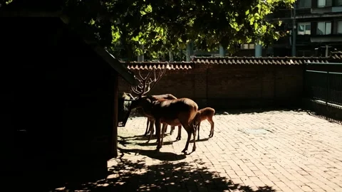 Red deer Cervus elaphus with impressive antlers feeding on hay near a wooden Stock Footage 342509484