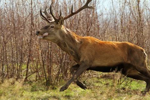 Red deer ( cervus elaphus ) jumping in the forest Stock Photos