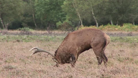 Red Deer (Cervus elaphus)  large male scent marking during rut Stock-Footage 208010823