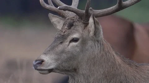 Red Deer (Cervus elaphus) looking around head close up Stock Footage 205515168
