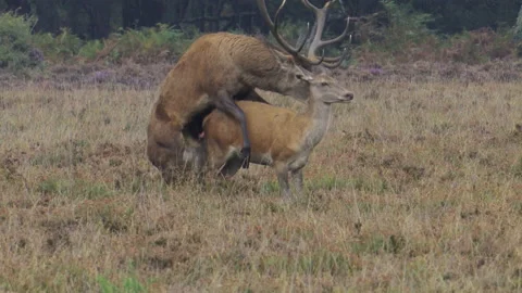 Red Deer (Cervus elaphus) mating Video stock 208009403