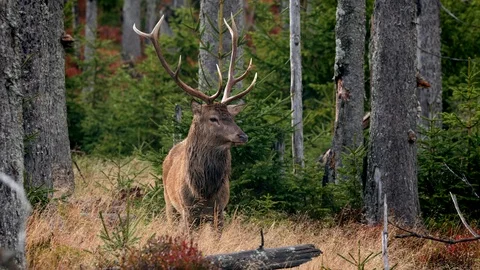 Red deer (Cervus elaphus) mistrustful stag sensing danger Stock Footage 118703758