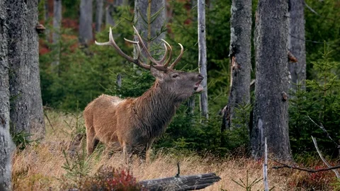 Red deer (Cervus elaphus) mistrustful stag sensing danger Stock Footage 118704185