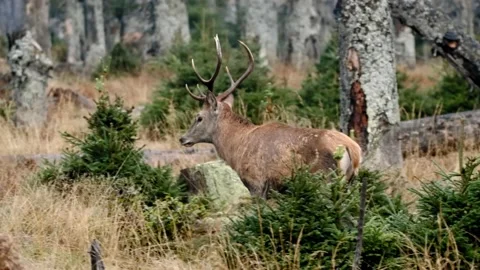 Red deer (Cervus elaphus) mistrustful male stag sensing danger Stock Footage 150664536