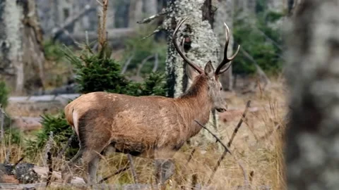 Red deer (Cervus elaphus) mistrustful male stag sensing danger Vídeos de archivo 150664789