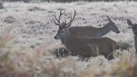 Red Deer (Cervus elaphus) misty, frosty morning Stock Footage 260137284