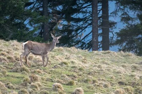 Red deer (Cervus elaphus) in the mountain glade Stock Photos